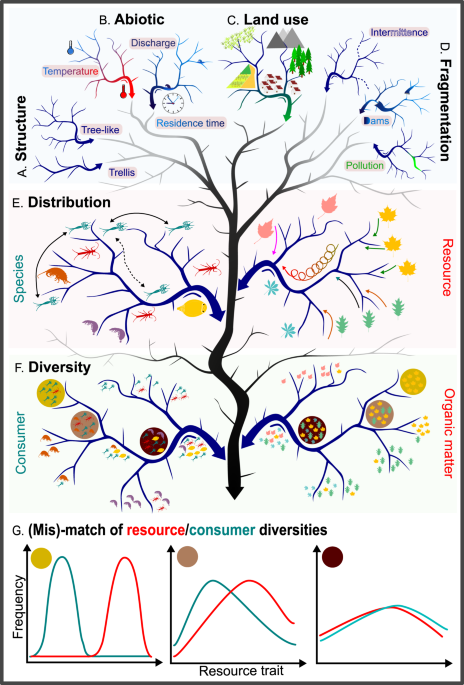 Towards (better) fluvial meta-ecosystem ecology: a research perspective