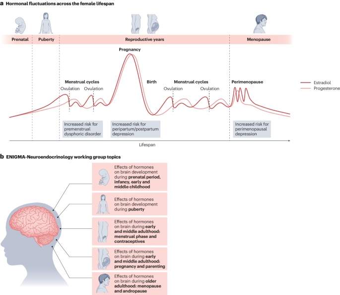 Bridging Gaps in Female Mental Health Research with ENIGMA-Neuroendocrinology Working Group