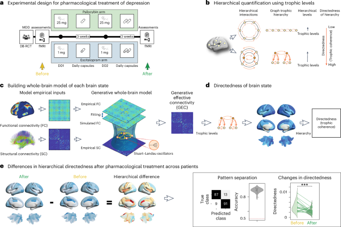 Different hierarchical reconfigurations in the brain by psilocybin and escitalopram for depression