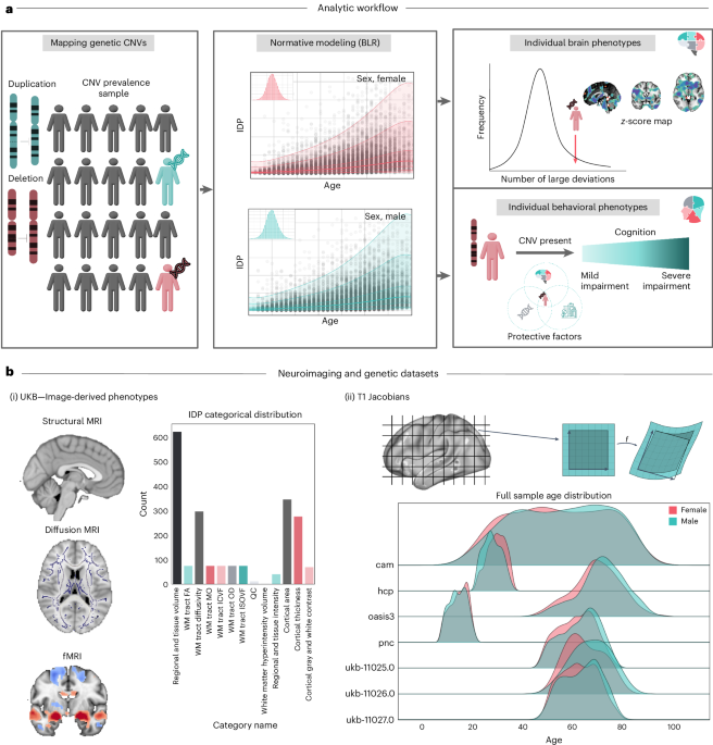 Unraveling the link between CNVs, cognition and individual neuroimaging ...