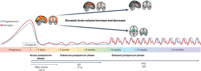 Maternal neuroplasticity and mental health during the transition to motherhood Maternal neuroplasticity and mental health during the transition to motherhood