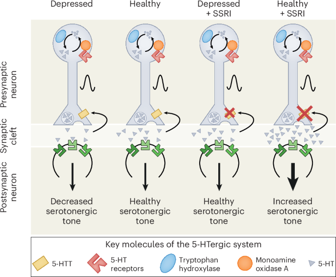 Potential risks and benefits of prenatal selective serotonin reuptake inhibitor medications for maternal mental health and child development