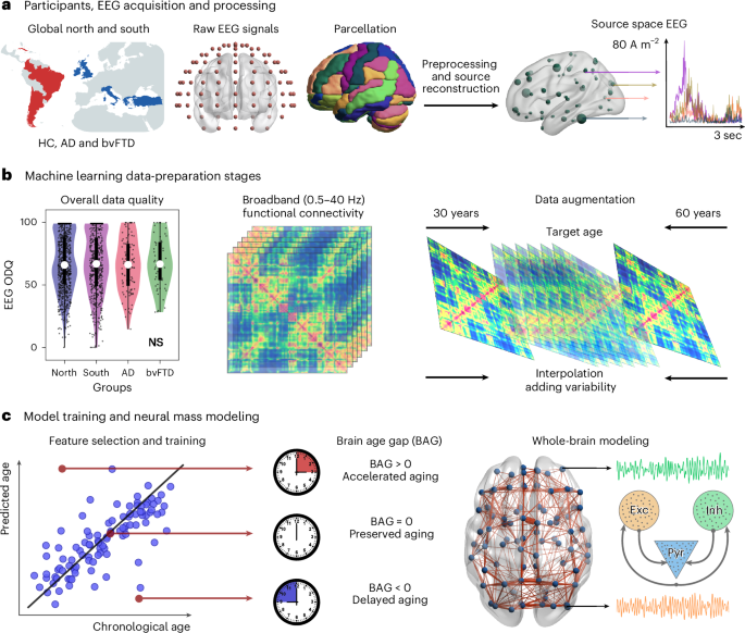 Diversity-sensitive brain clocks linked to biophysical mechanisms in aging and dementia