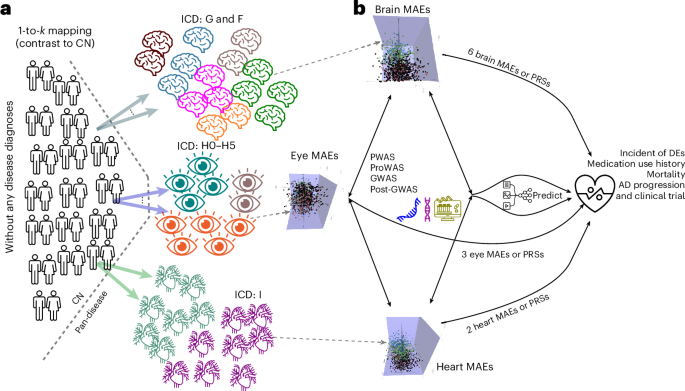 Pan-disease dimensions in the brain, eye and heart capture shared and specific heterogeneity - Nature Mental Health