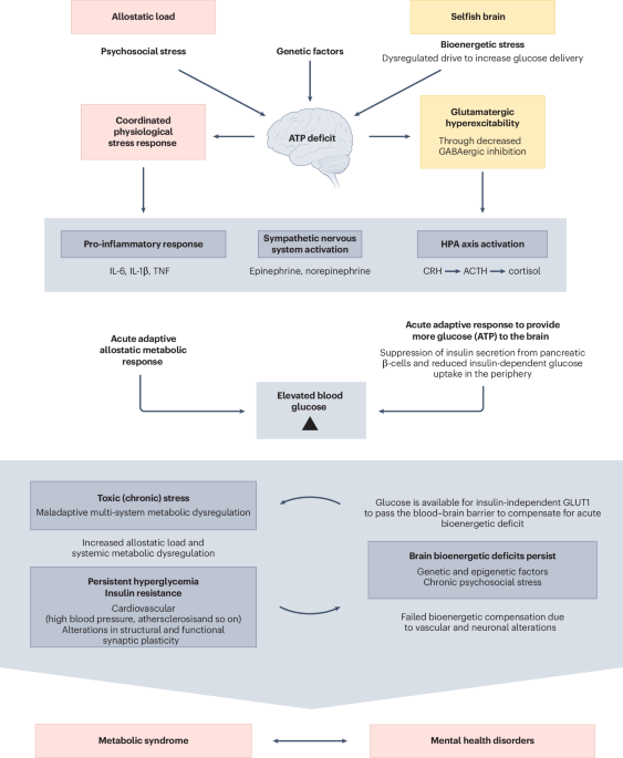 Metabolic psychiatry targeting metabolic dysregulation in mental health |  Nature Mental Health