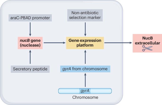 Destruction of mobile genetic elements