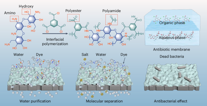 Antibiotic membranes with broad-spectrum antibacterial properties for efficient molecular separations - Nature Water