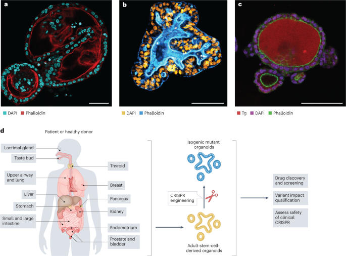 Crispr engineering in organoids for gene repair and disease modelling
