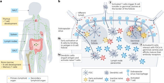 Targeted modulation of immune cells and tissues using engineered biomaterials