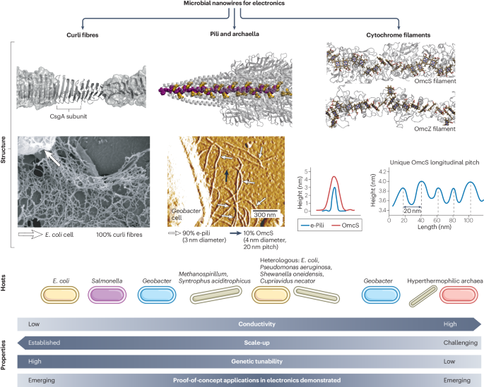Microbial nanowires for sustainable electronics