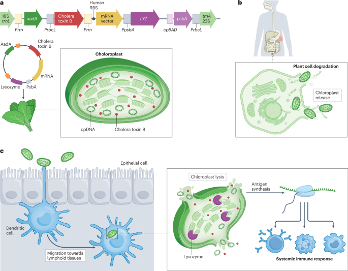 Edible mrna vaccine in lettuce chloroplasts