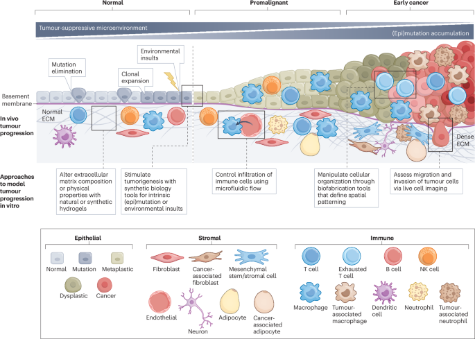 Engineering and biofabrication of early cancer models - Nature Reviews Bioengineering