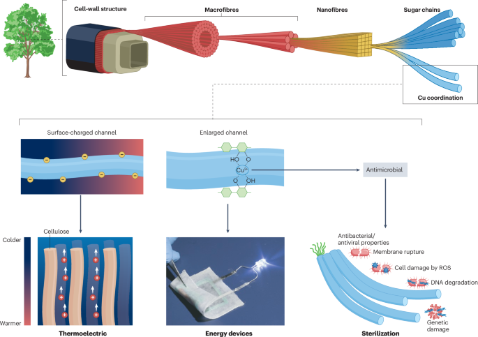 Molecular engineering of cellulose and its applications | Nature ...