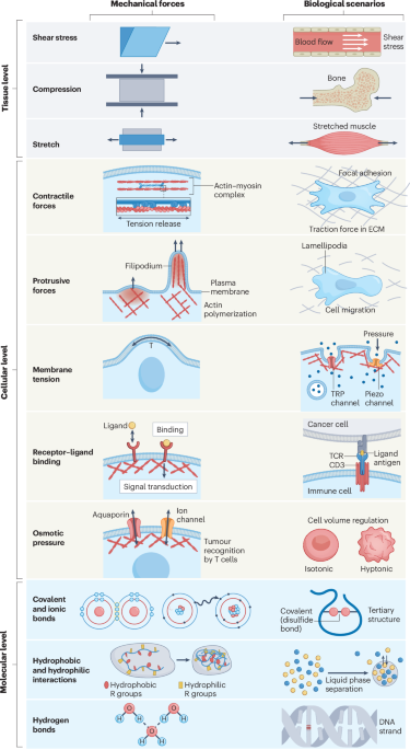 Mechanomedicine | Nature Reviews Bioengineering