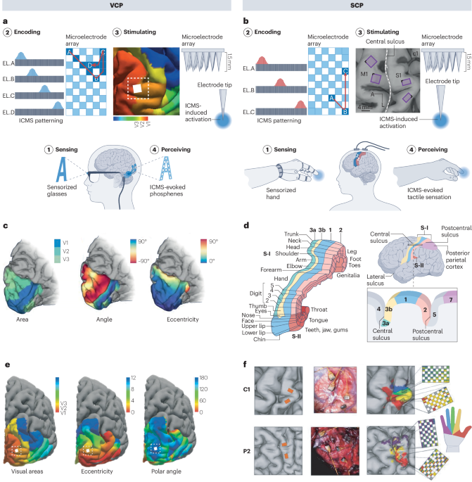 Restoring vision and touch with cortical microstimulation - Nature Reviews Bioengineering