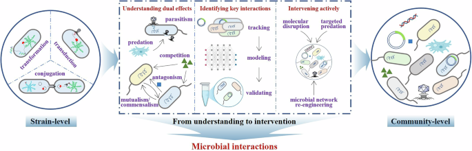 Microbial Interactions Model Microbial interactions as the key to understanding and controlling ...