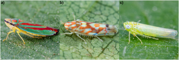 Potential impact of climate change on Nearctic leafhopper distribution ...