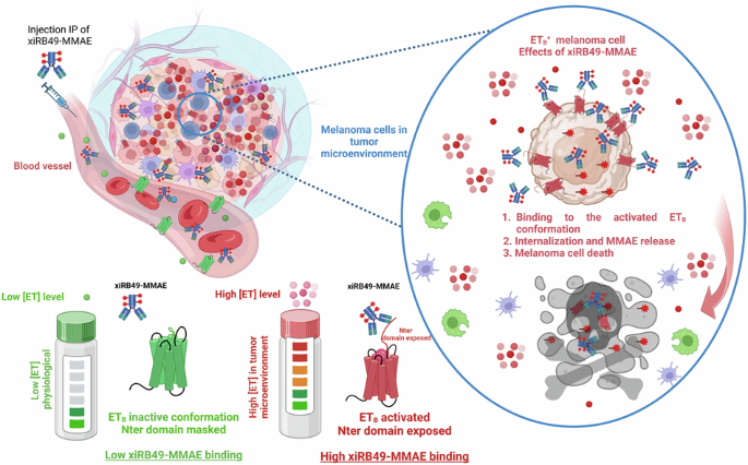 Targeting the activated allosteric conformation of the endothelin 