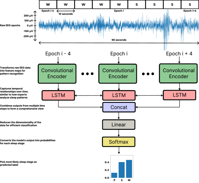 Automated Sleep Staging in Rats Using Deep Learning and Single-Channel EEG
