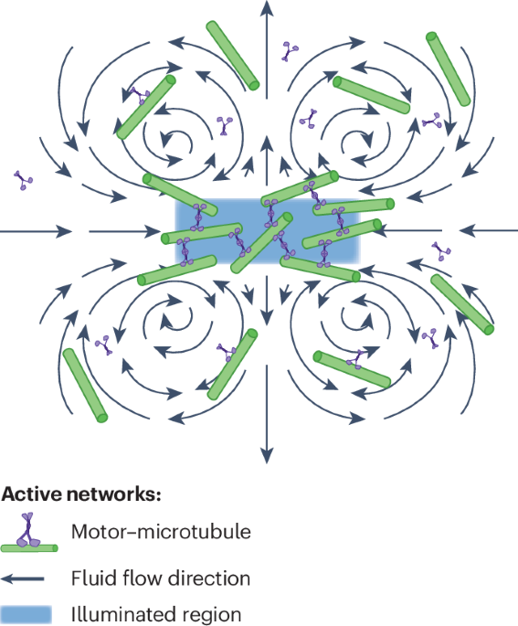 Programming fluid flow with biological active matter | Nature Chemical ...
