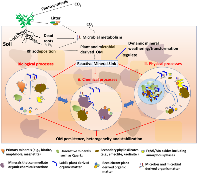 The Role of Organic Matter in Soil Enrichment: Vital Insights