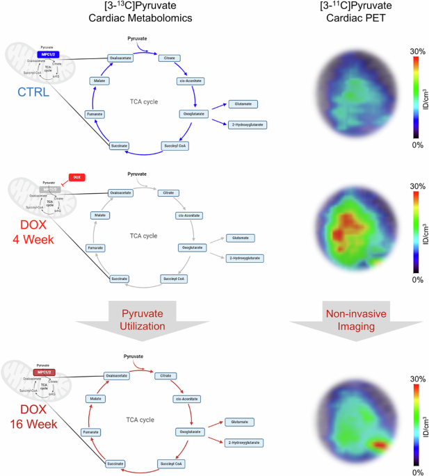 [3-11C]Pyruvate PET detects alterations in cardiac pyruvate metabolism induced by doxorubicin chemotherapy - npj Imaging