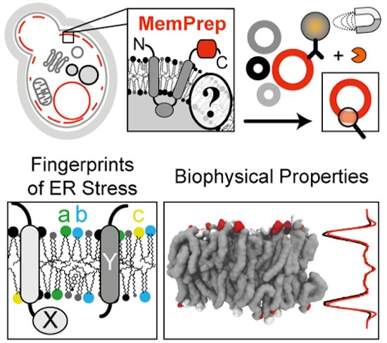 MemPrep, a new technology for isolating organellar membranes provides  fingerprints of lipid bilayer stress | The EMBO Journal