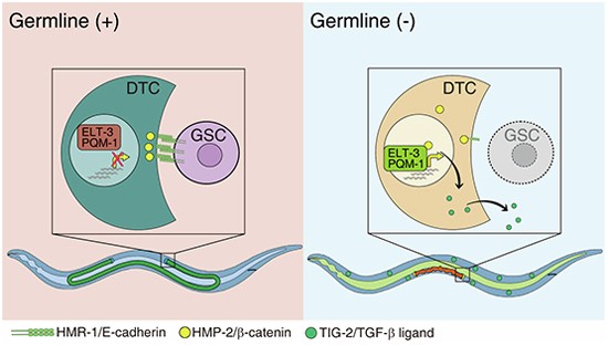 glp 1 c elegans Germline loss in C. elegans enhances longevity by disrupting adhesion  between niche and stem cells | The EMBO Journal