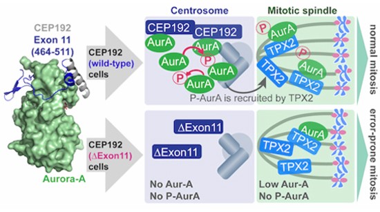CEP192 localises mitotic Aurora-A activity by priming its interaction with  TPX2 | The EMBO Journal | Springer Nature Link