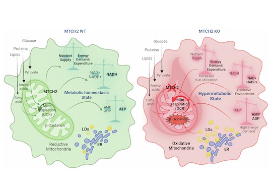 can i take glutathione while on birth control pills MTCH2 controls energy demand and expenditure to fuel anabolism during adipogenesis | The EMBO Journal