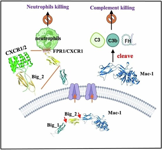 A bipartite bacterial virulence factor targets the complement system and neutrophil activation | The EMBO Journal | Springer Nature Link A bipartite bacterial virulence factor targets the complement system and neutrophil activation | The EMBO Journal | Springer Nature Link