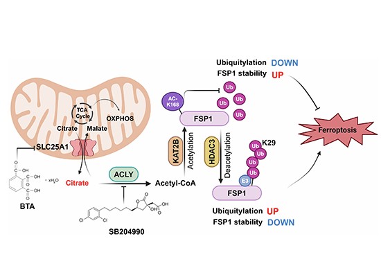 SLC25A1 and ACLY maintain cytosolic acetyl-CoA and regulate ferroptosis  susceptibility via FSP1 acetylation | The EMBO Journal | Springer Nature  Link