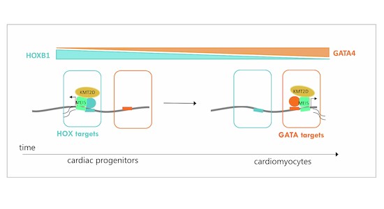 andy cutler glutathione Ubiquitous MEIS transcription factors actuate lineage-specific transcription to establish cell fate | The EMBO Journal Kirkman - Alpha Lipoic Acid