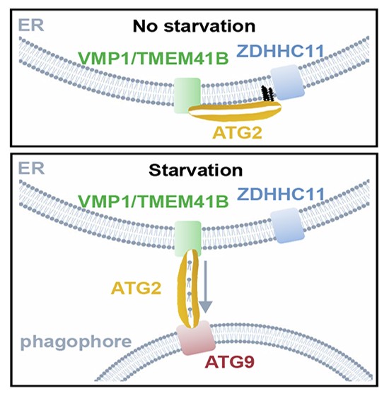 S-palmitoylation modulates ATG2-dependent non-vesicular lipid transport during starvation-induced autophagy | The EMBO Journal | Springer Nature Link S-palmitoylation modulates ATG2-dependent non-vesicular lipid transport during starvation-induced autophagy | The EMBO Journal | Springer Nature Link