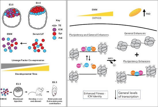 injectable l carnitine more plates more dates Altering metabolism programs cell identity via NAD+-dependent deacetylation  | The EMBO Journal