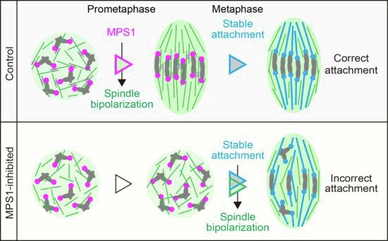 MPS1 promotes timely spindle bipolarization to prevent  kinetochore-microtubule attachment errors in oocytes | The EMBO Journal |  Springer Nature Link
