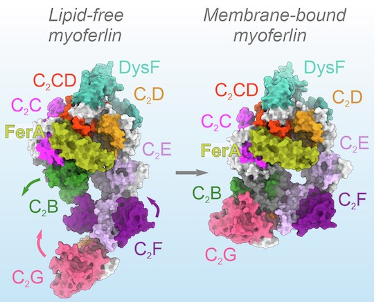 sho c. takatori lipid membrane 2019 Structural insights into lipid membrane binding by human ferlins | The EMBO  Journal