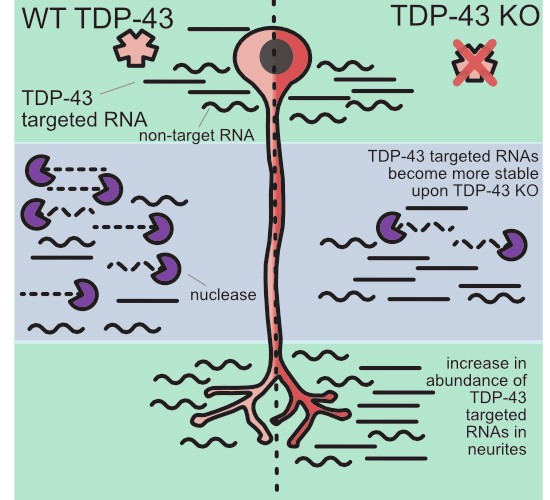 TDP-43 directly inhibits mRNA accumulation in neurites through modulation of mRNA stability | The EMBO Journal | Springer Nature Link TDP-43 directly inhibits mRNA accumulation in neurites through modulation of mRNA stability | The EMBO Journal | Springer Nature Link