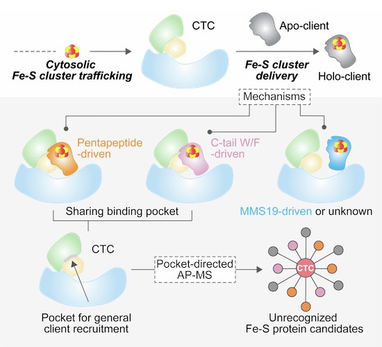 glutathione reductase primary gout Pentose Phosphate Pathway (PPP), Purine and Pyrimidine Metabolism  Cell  Biology, Genetics, and Biochemistry for Pre-Clinical Students