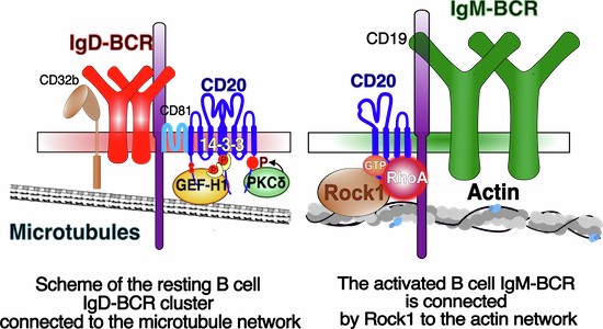 CD20 tails interact with the 14-3-3/GEF-H1 complex and microtubule network upon PKCδ phosphorylation | The EMBO Journal