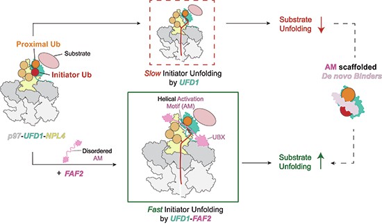 FAF1 and FAF2 enhance unfolding by p97-UFD1-NPL4 complex enabling rational design of p97 activators | The EMBO Journal