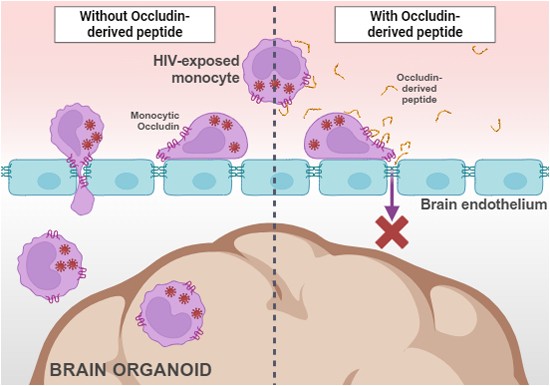 Targeting monocytic Occludin impairs transendothelial migration and HIV neuroinvasion
