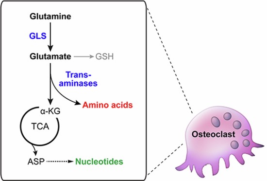 glutathione benefits research Frontiers