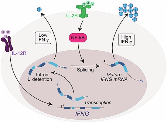 ghk-cu wound healing mechanism Exploring the Role of Tripeptides in Wound Healing and Skin Regeneration: A  Comprehensive Review
