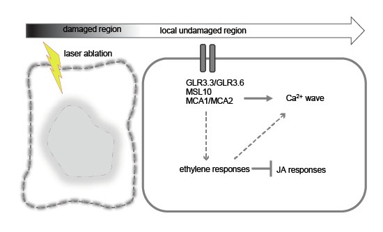 can cjc 1295 ipamorelin be pills cjc 1295 ipamorelin capsules Ipamorelin + CJC 1295 Stack: The Dynamic Duo