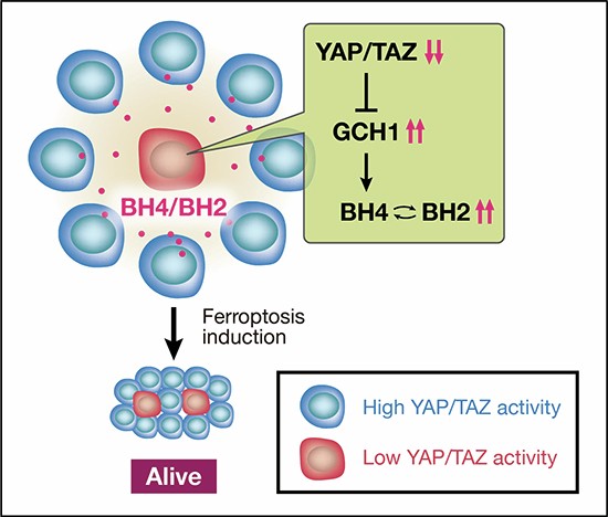 Hippo pathway controls biopterin metabolism to shield adjacent cells from  ferroptosis in lung cancer | EMBO Reports | Springer Nature Link
