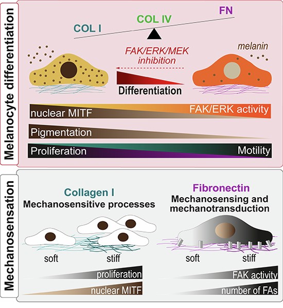 Melanocyte differentiation and mechanosensation are differentially  modulated by distinct extracellular matrix proteins | EMBO Reports