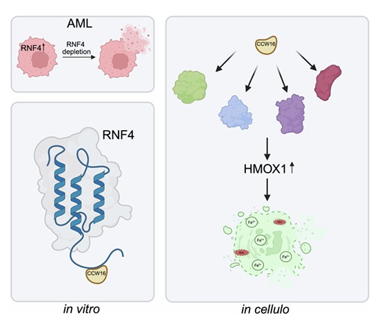 roche glutathione iv Cysteine-reactive covalent chloro-N-acetamide ligands induce ferroptosis  mediated cell death | EMBO Reports