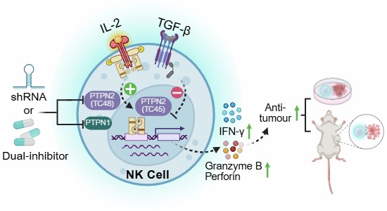 PTPN1/PTPN2 inhibition improves NK cancer therapy by enhancing IL-2 and mitigating TGFβ1 responses | EMBO Reports