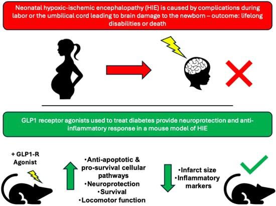 glp-1 complications Diabetes drugs activate neuroprotective pathways in models of neonatal  hypoxic-ischemic encephalopathy | EMBO Molecular Medicine